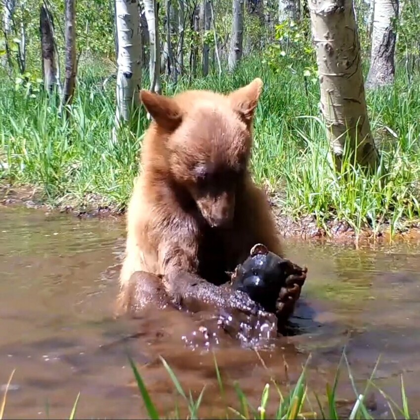 Мимимишки: камера сняла медвежонка, купающегося с игрушкой