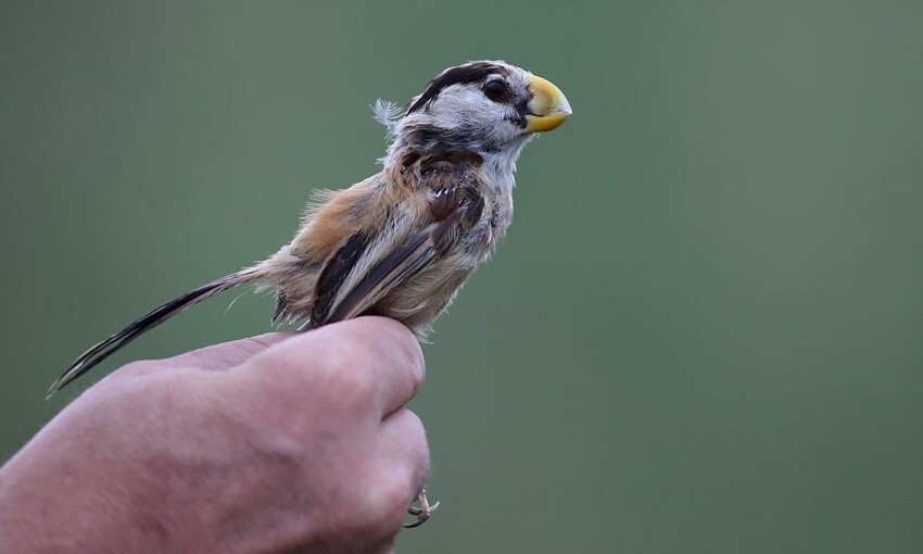 Тростниковая сутора: Птица уничтожает вредителей с хирургической точностью. Всё благодаря особому строению клюва