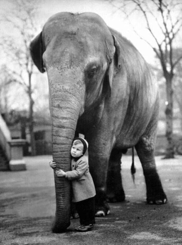 22. Мальчик нашел друга в лондонском зоопарке, 1958 год