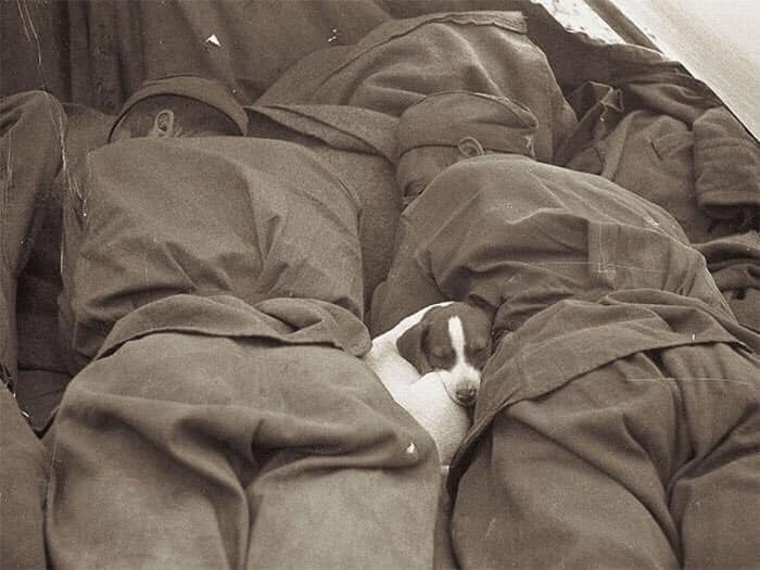 1. Щенок спит среди советских солдат, Прага, 1945 год
