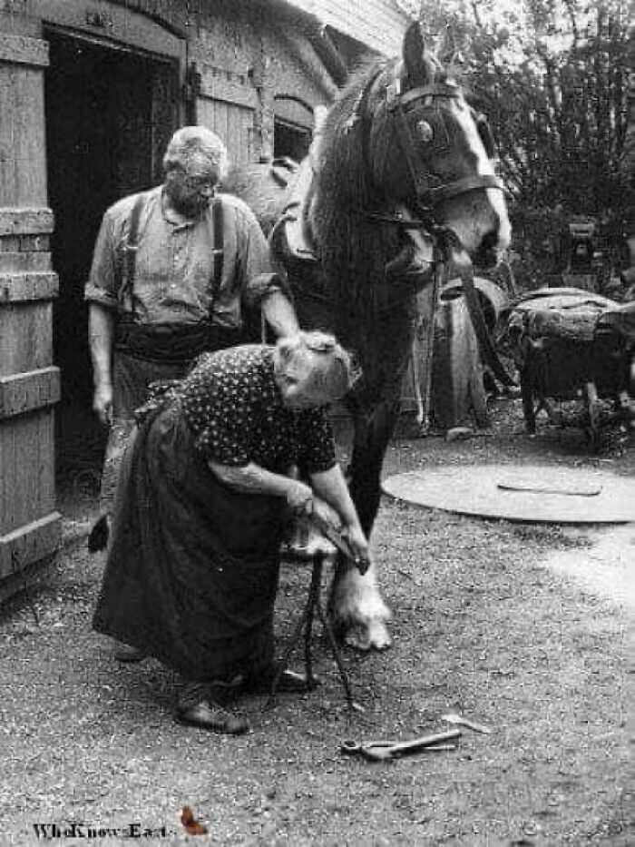 35. 70-летняя миссис Элизабет Арнольд, единственная женщина-кузнец в Англии, подковывает лошадь у 400-летней кузницы в Уолмере, Кент. Март 1938 года