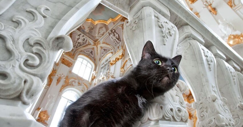 Несмотря на лапки: истории котов, официально трудоустроенных в России