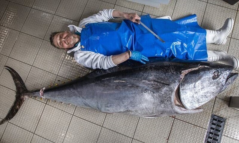 Шотландский суши-ресторан приобрел тунца-рекордсмена