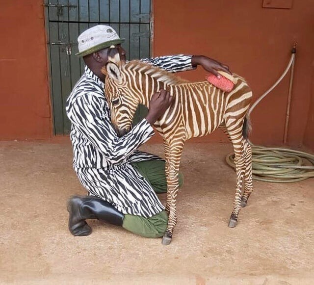 Работники в зоопарке специально надевают одежду с узором зебры, чтобы малыши не чувствовали себя одиноко
