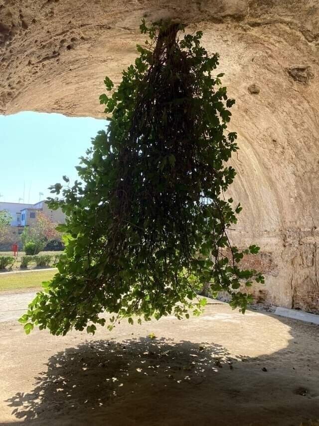 Перевернутая смоковница в Баколи, Италия. Никто точно не знает, как дерево там оказалось и как оно выжило, но год за годом оно продолжает расти вниз и приносить плоды