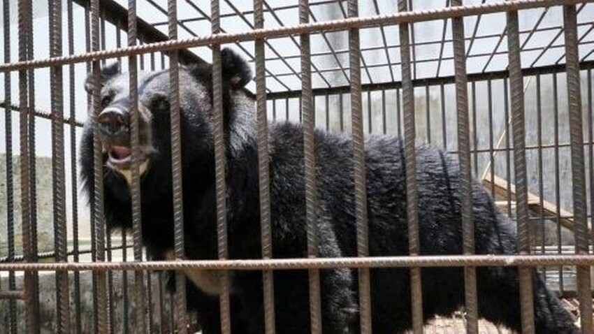 Купленный жительницей Китая «щенок» оказался опасным исчезающим животным