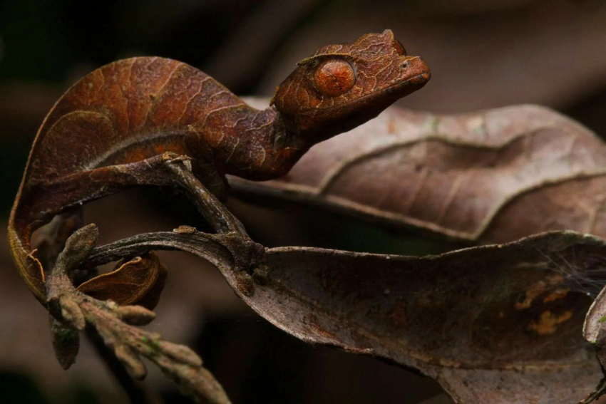 Сатанинский геккон: Его не видит никто, но он наблюдает за всеми. Так хорошо научился скрываться в листве, что видно лишь жуткие глаза!