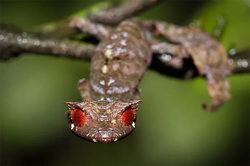 Сатанинский геккон: Его не видит никто, но он наблюдает за всеми. Так хорошо научился скрываться в листве, что видно лишь жуткие глаза!