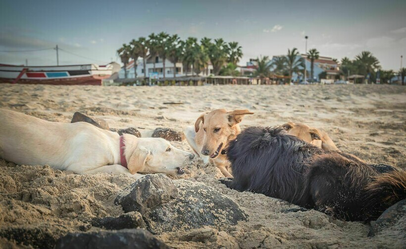 Беззаботная жизнь бродячих собак на острове