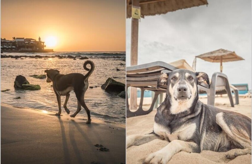 Беззаботная жизнь бродячих собак на острове