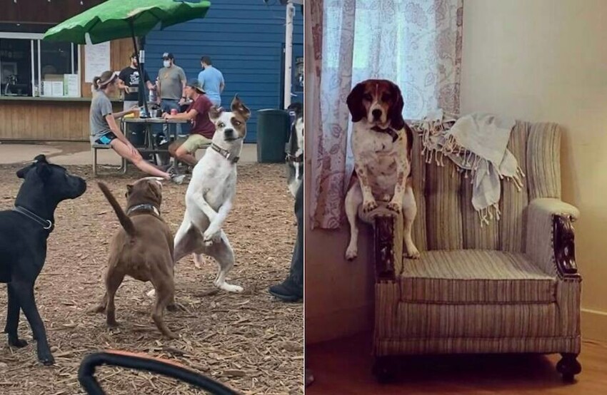 15 комичных фотографий с участием собак