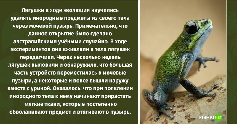 В школе о таком не расскажут: 10 интересных фактов о лягушках
