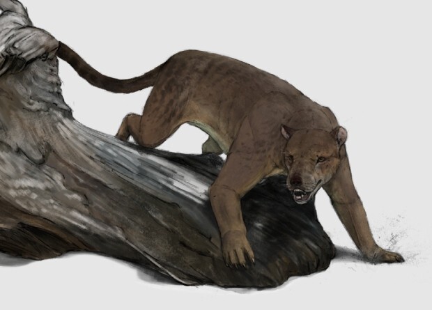 Во Франции нашли останки гигантской медведособаки, которая жила на Земле 12 миллионов лет назад