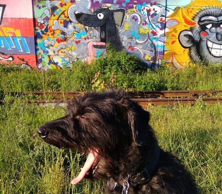 1. "Моя собака зевнула точно в тот момент, когда я сфотографировал ее на фоне граффити с собакой, похожей на нее"
