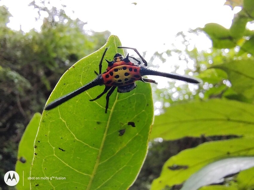 Рогатые пауки: Острый монстрик, которого избегают хищники. 68 видов с разной формой шипов