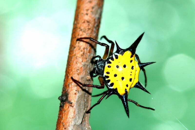 Рогатые пауки: Острый монстрик, которого избегают хищники. 68 видов с разной формой шипов