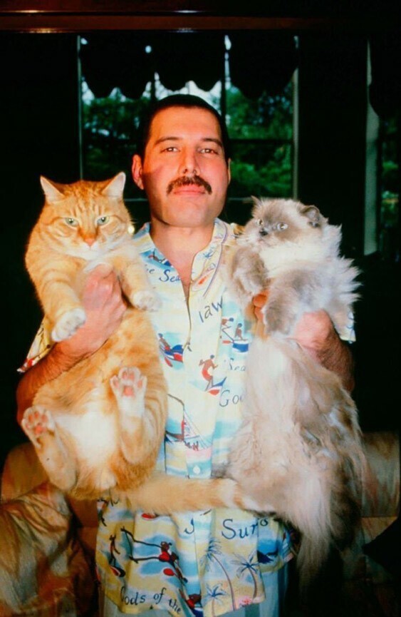 Фредди Меркьюри со своими котейками Оскаром и Тиффани, 1985 год