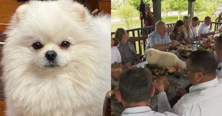 Никто и пикнуть не посмел: за обедом с чиновниками Лукашенко уложил своего пса прямо на стол