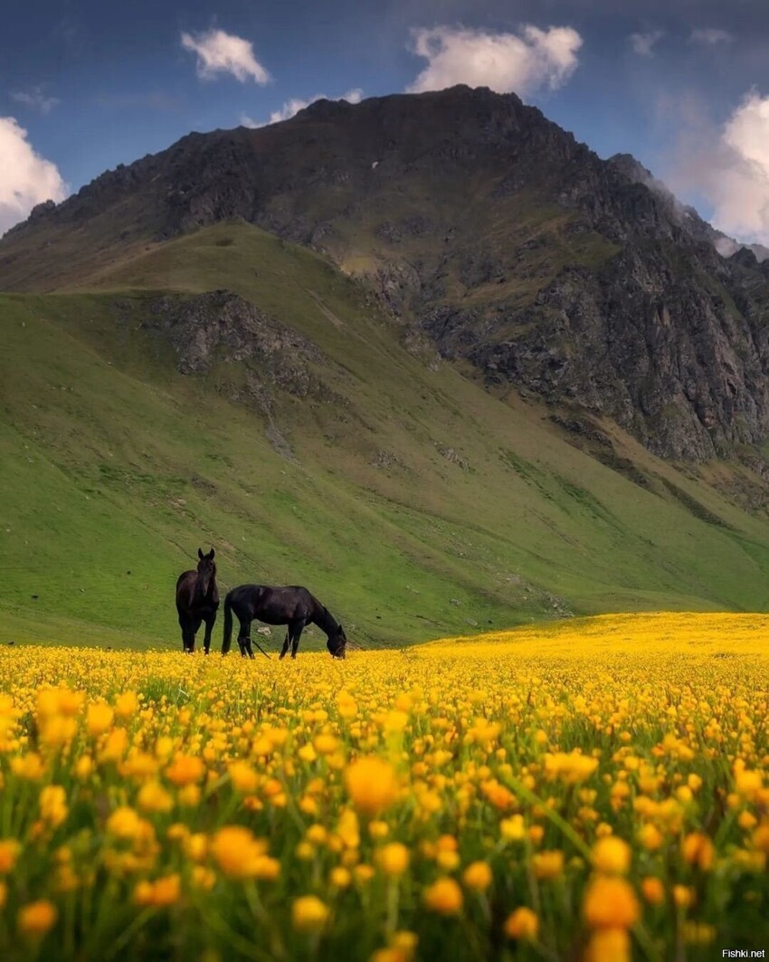 Кони на поле жёлтых лютиков в Северном Приэльбрусье