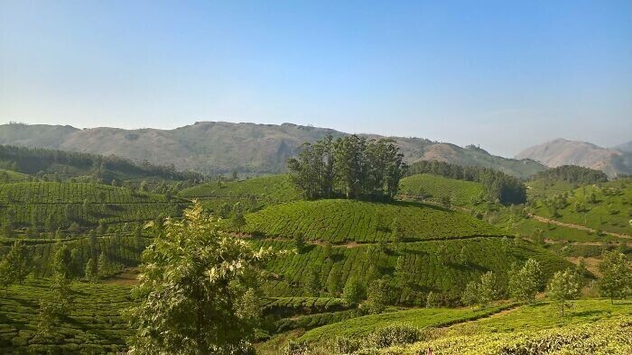 Чайные плантации в Муннаре, штат Керала, Индия