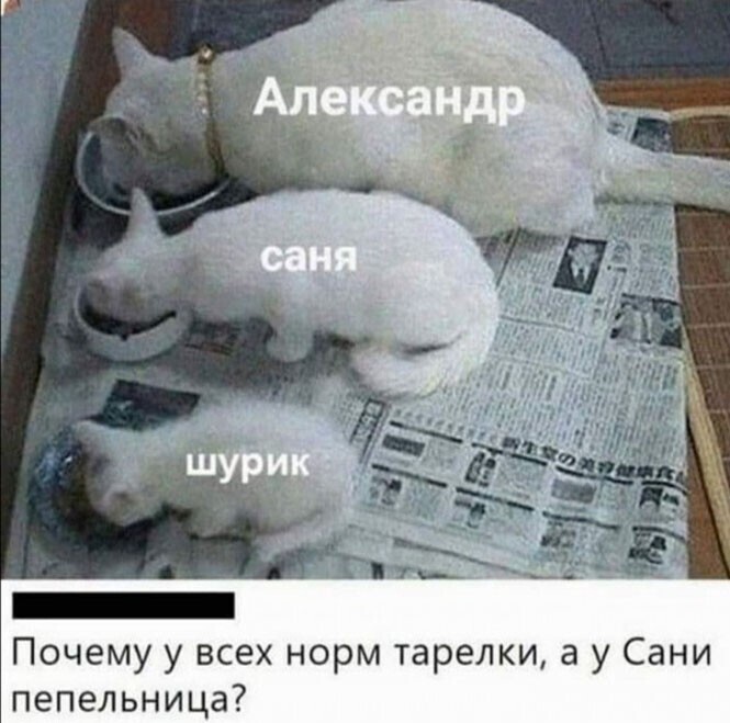 Смешные и познавательные картинки