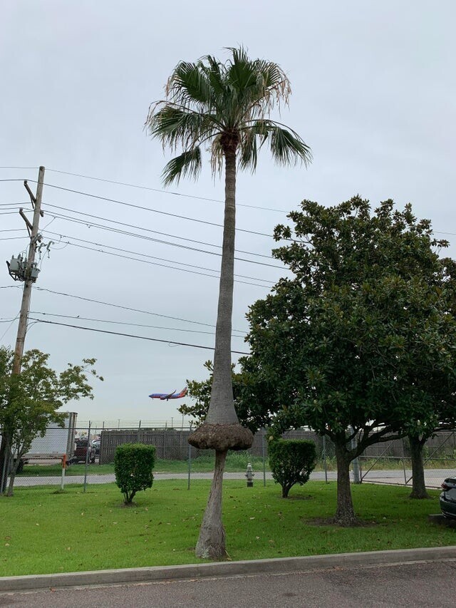 Как растёт эта пальма