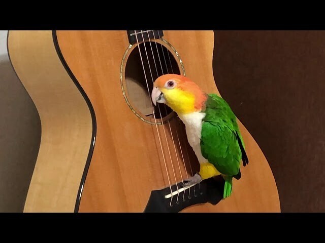 Попугай дёргает струны на гитаре 