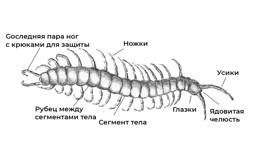 Топ 5 самых опасных насекомых в России