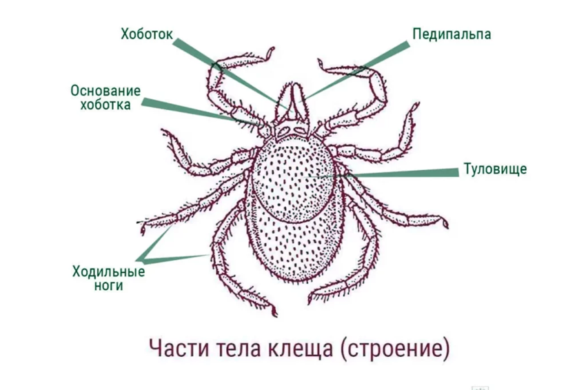 Топ 5 самых опасных насекомых в России