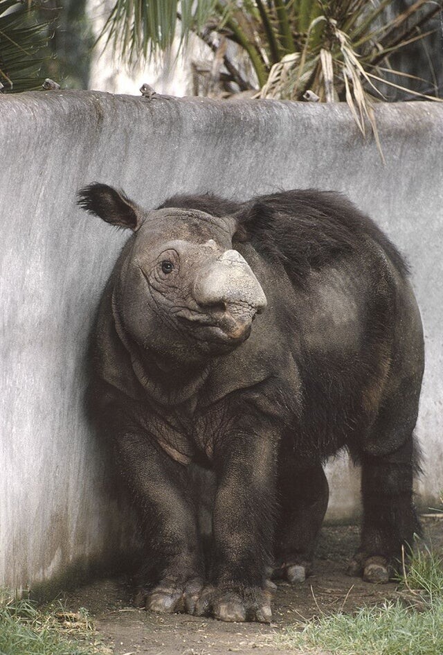 Суматранский носорог, находящийся под угрозой исчезновения. Единственный живой вид носорога, у которого на теле растут длинные волосы