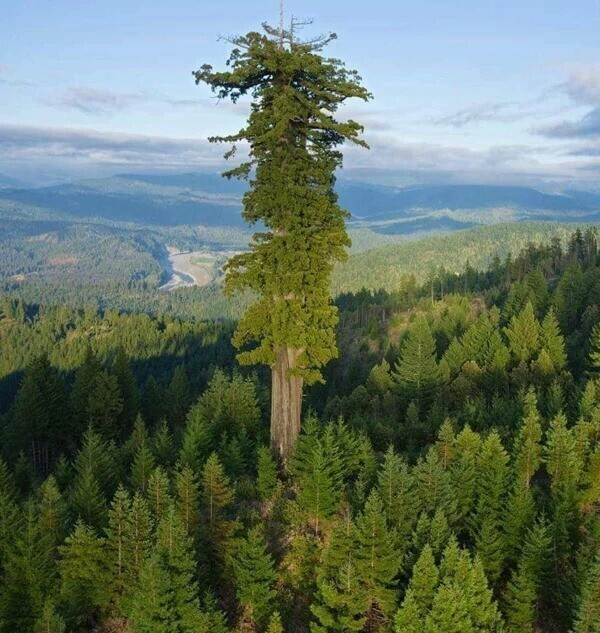Дерево высотой 116 метров