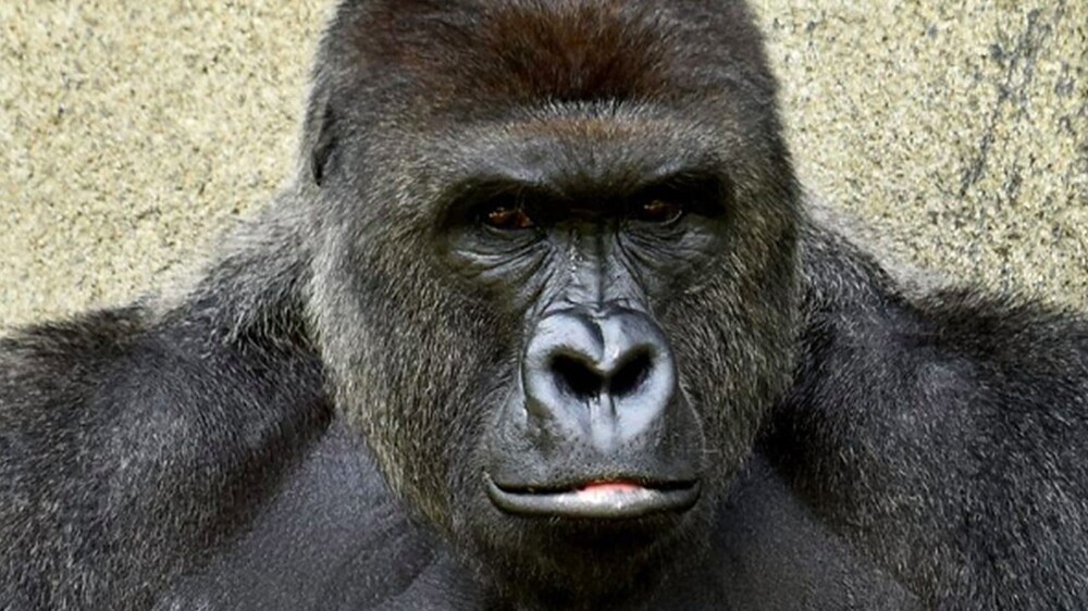 4. Мать Харамбе, единственный родной брат, и двое его сводных братьев и сестер погибли, когда у обогревателя было оставлено ведро с влажными таблетками хлора. Ядовитые пары попали в вольер с гориллами и убили четырех горилл