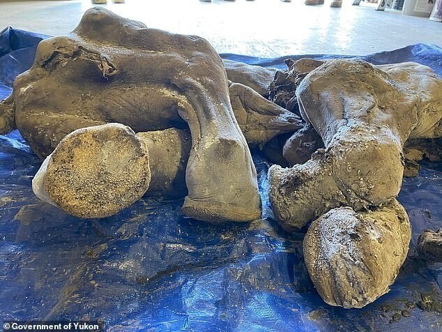 В Канаде нашли мумию мамонтёнка, у которой сохранились шерсть и когти