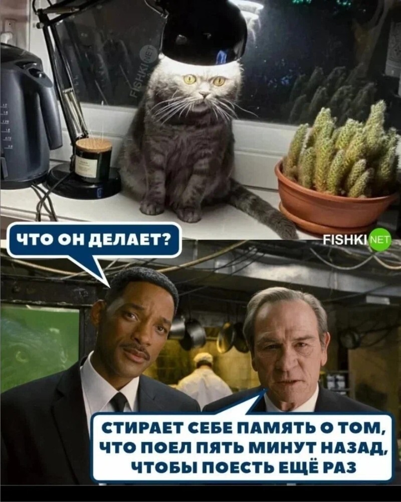 Похоже на правду 