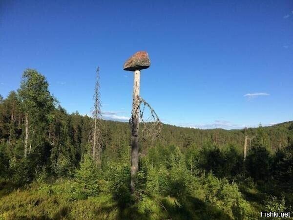Солянка