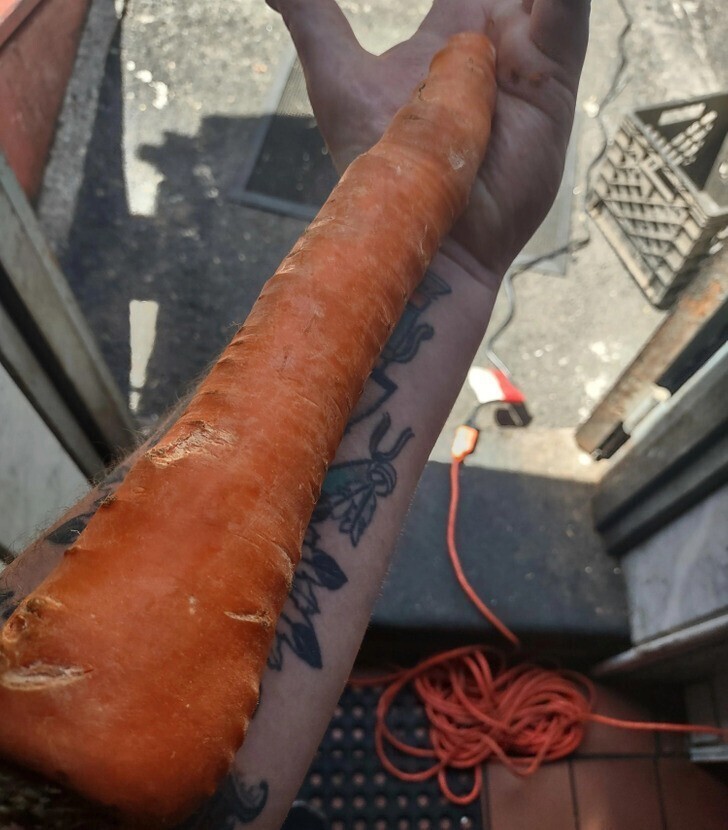 Огромная морковка