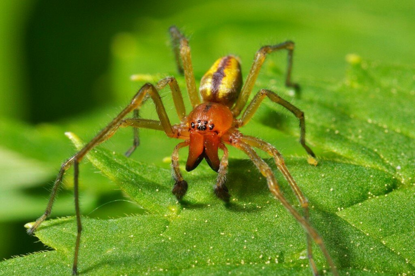 Жёлтый сак: Причина быть внимательным в полях. Один из двух видов пауков нашей полосы, который реально опасен