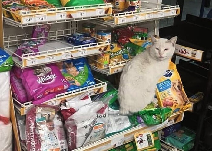 Девушка подобрала кота, который сидел у магазина и выпрашивал внимания