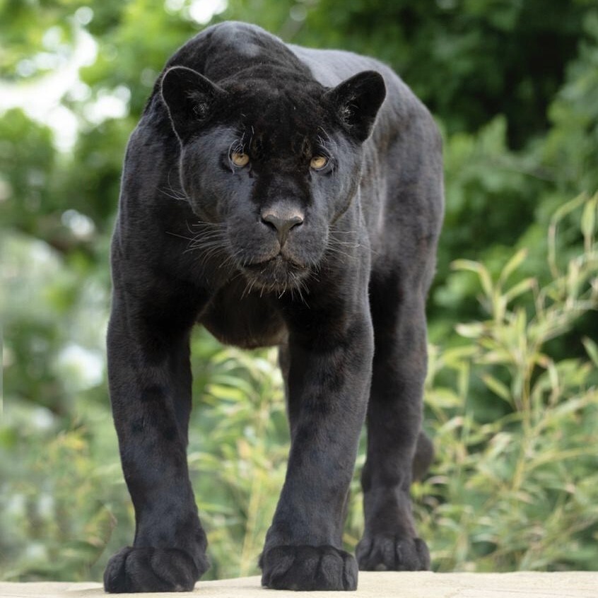 Черная пантера Inka
