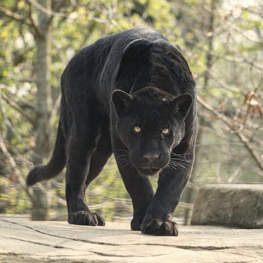 Черная пантера Inka