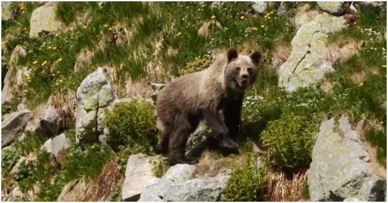 Медведь напал на назойливого туриста в национальном парке