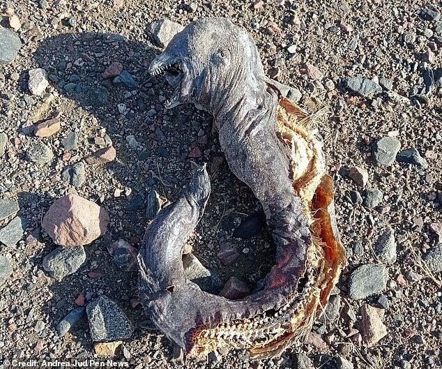 В Египте нашли мертвого орка