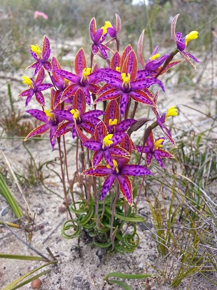 Орхидеи царицы Савской (Thelymitra speciosa)