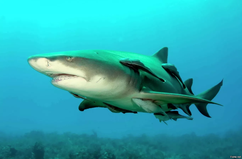 Сегодня тётку австрийскую 68-летнюю акула в Египте скушала