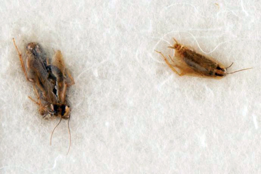 NASA запретило продавать мёртвых тараканов, сожравших лунную пыль