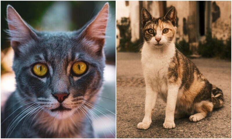 Фотограф делает чудесные снимки бездомных кошек на Кипре