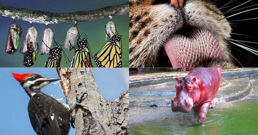Удивительные и малоизвестные факты о всем известных представителях фауны