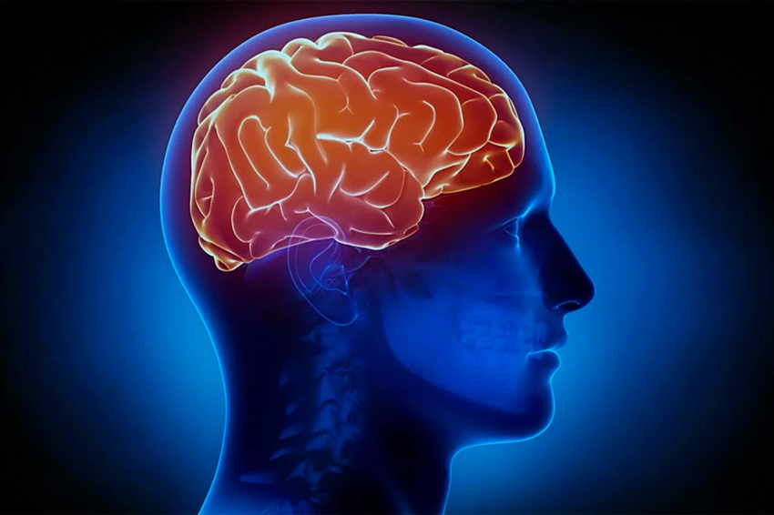Правда ли, что мозг человека задействован только на 10% от своей мощности?