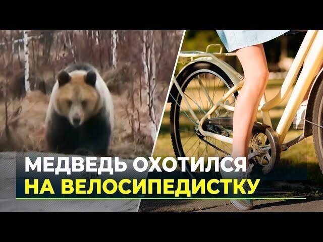 Медведи вышли из берлог и атакуют населенные пункты Ямала 