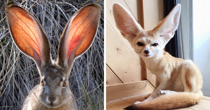 16  животных, которых природа наградила знатными ушами